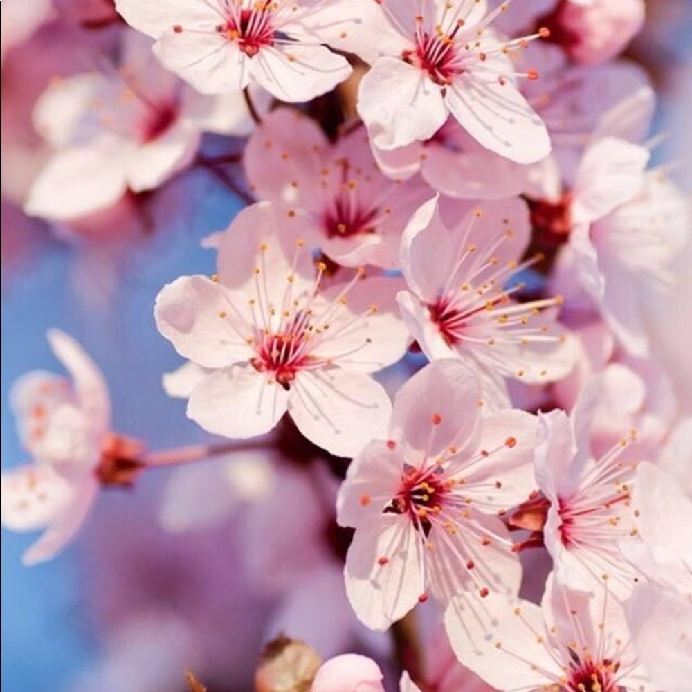 Meet your Posher, Tamra